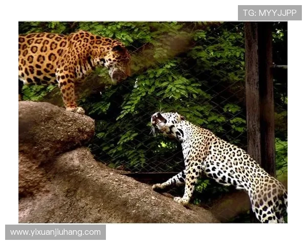 成都极限运动队团队协作引发热议与争议的背后故事 成都极限运动队团队协作引发热议与争议的背后故事